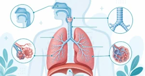 respiratory-system-terminology-anatomy-coders