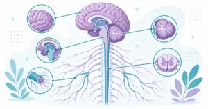 nervous-system-anatomy-neurological-coding